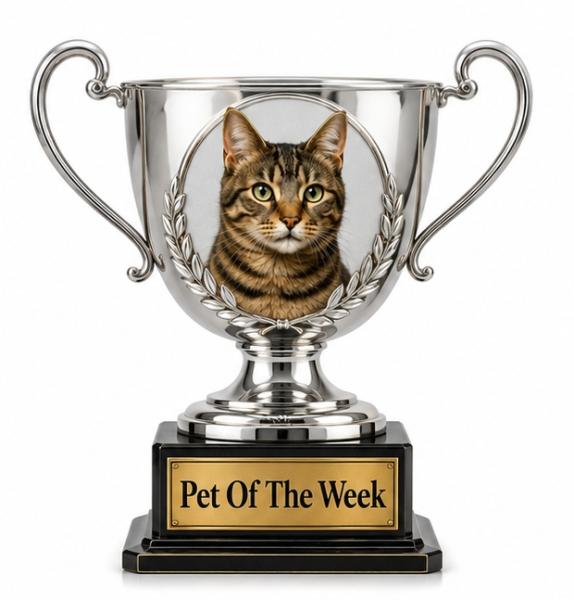 a pet of the week award